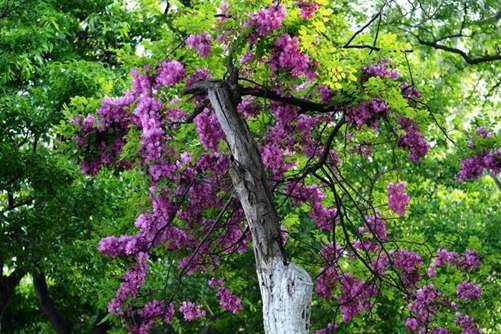 槐树花图片，槐树花图片高清大图