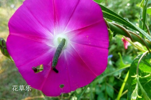  红颜易老，美人迟暮：牵牛花的常见病虫害与防治方法